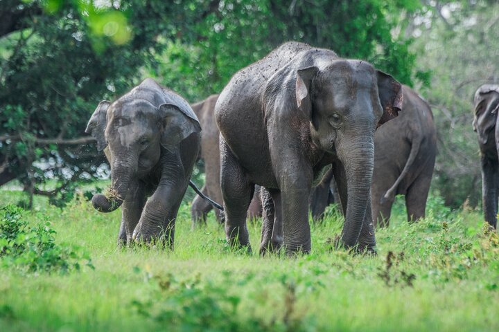 Asian Elephants in Minneriya National Park, Sri Lanka